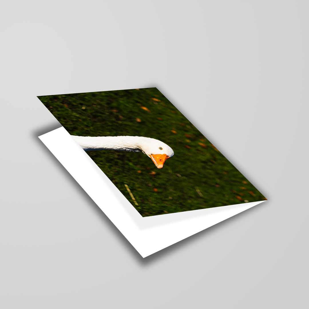 Wildlife-Inspired Greetings Card A5 to fit A5 Picture Frame, Street Photography, Wall Art