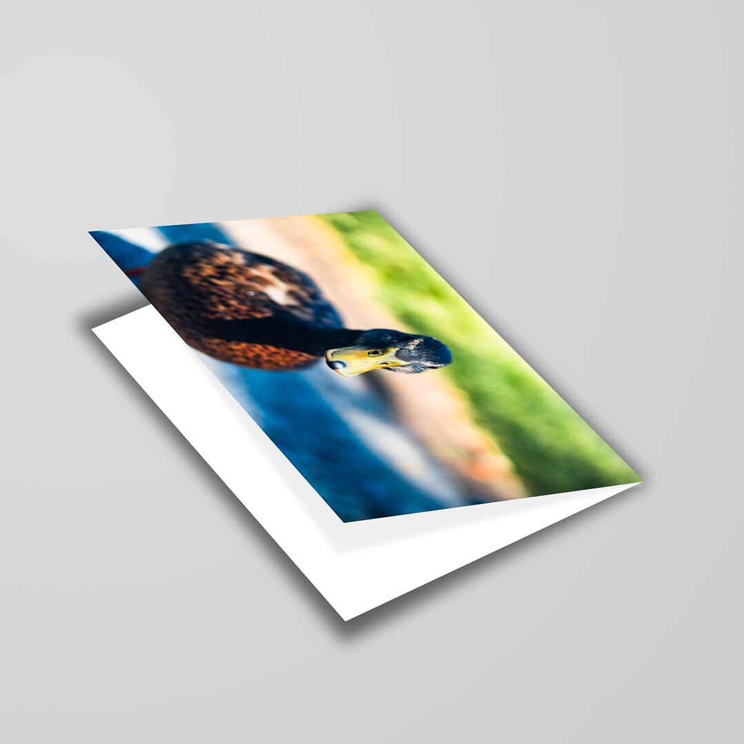 Wildlife-Inspired Greetings Card A5 to fit A5 Picture Frame, Street Photography, Wall Art