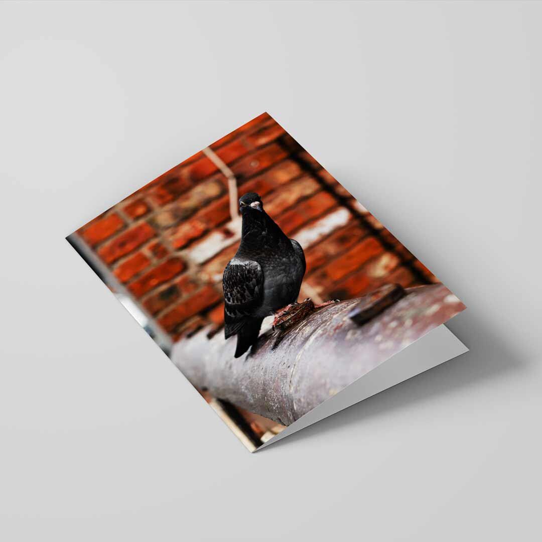 Funny Looking Pigeon Greetings Card A5 to fit A5 Picture Frame, Street Photography, Wall Art