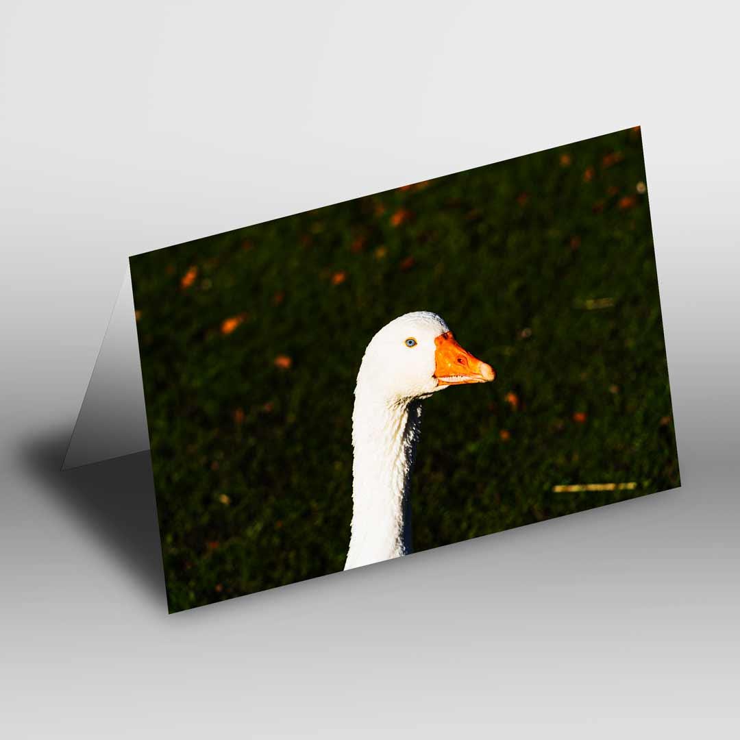 Wildlife-Inspired Greetings Card A5 to fit A5 Picture Frame, Street Photography, Wall Art
