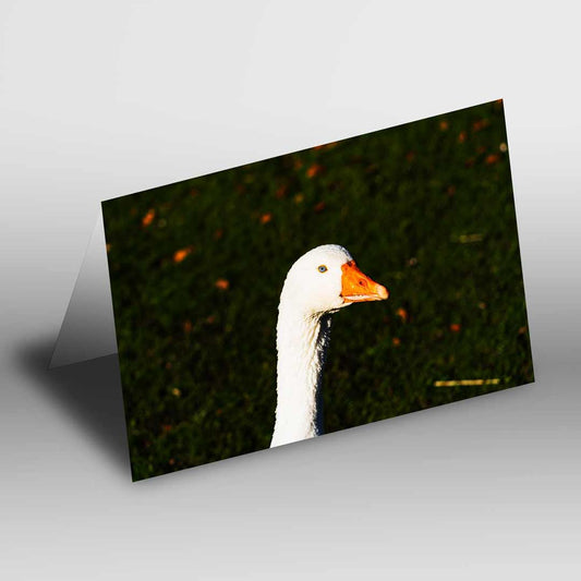 Wildlife-Inspired Greetings Card A5 to fit A5 Picture Frame, Street Photography, Wall Art