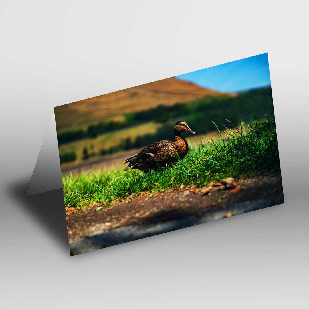 Wildlife-Inspired Greetings Card A5 to fit A5 Picture Frame, Street Photography, Wall Art