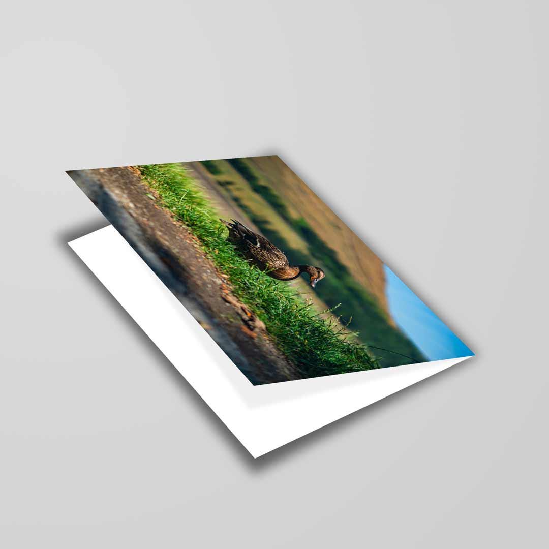 Wildlife-Inspired Greetings Card A5 to fit A5 Picture Frame, Street Photography, Wall Art